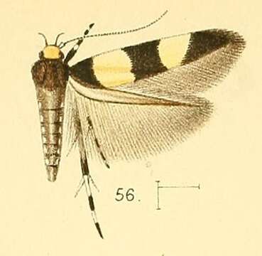 Image of Macrobathra fasciata Walsingham 1891