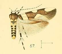 Image of Macrobathra