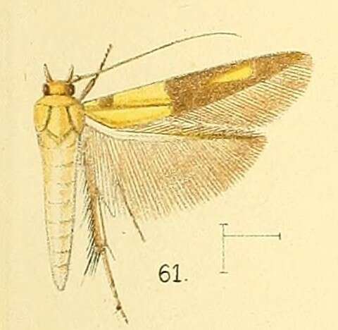 Image of Stathmopoda auriferella Walker 1864