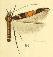 Image of Cosmopterix cognita Walsingham 1891