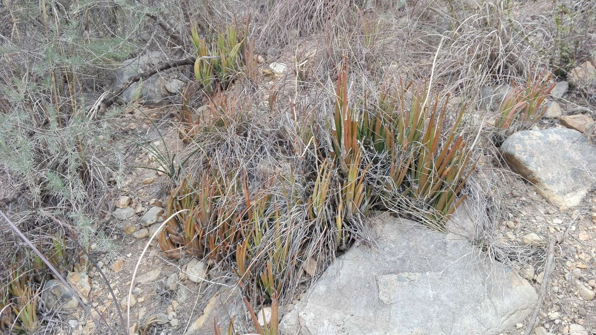 Image of Haworthiopsis longiana (Poelln.) G. D. Rowley