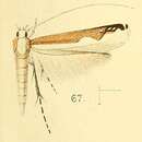 Image of Lamprolectica apicistrigata (Walsingham 1891)