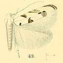 Image of Crobylophora