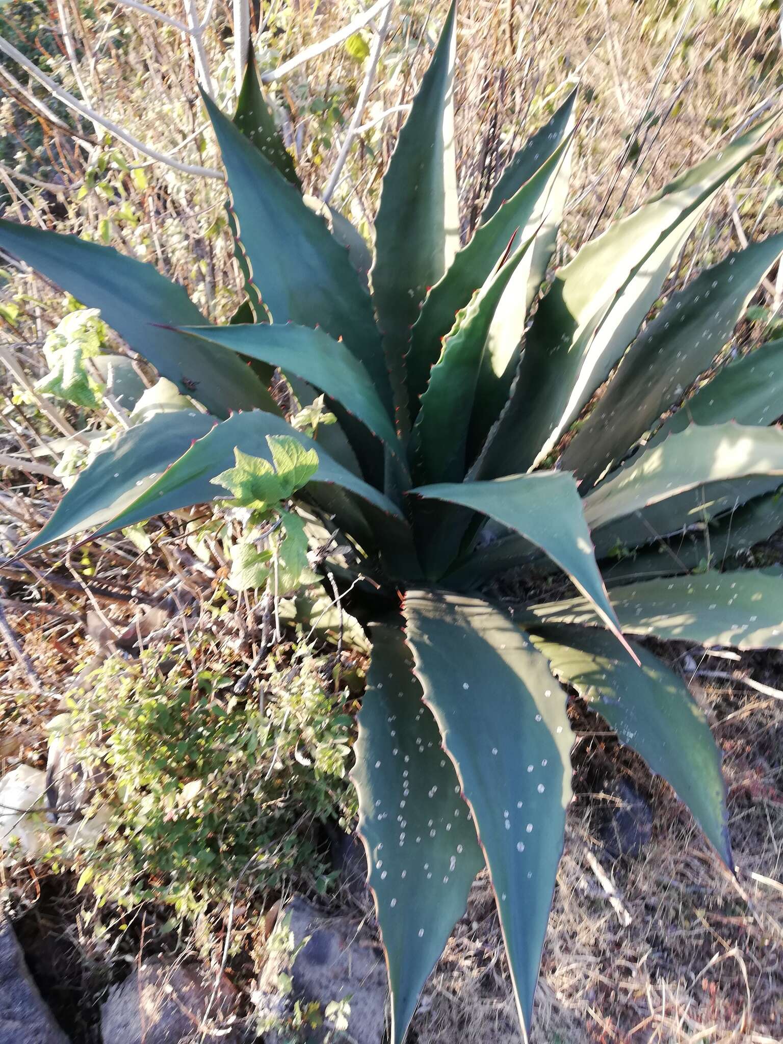 Sivun Agave hookeri Jacobi kuva