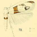 صورة Micropostega aeneofasciata Walsingham 1891