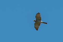 Image of Levant Sparrowhawk