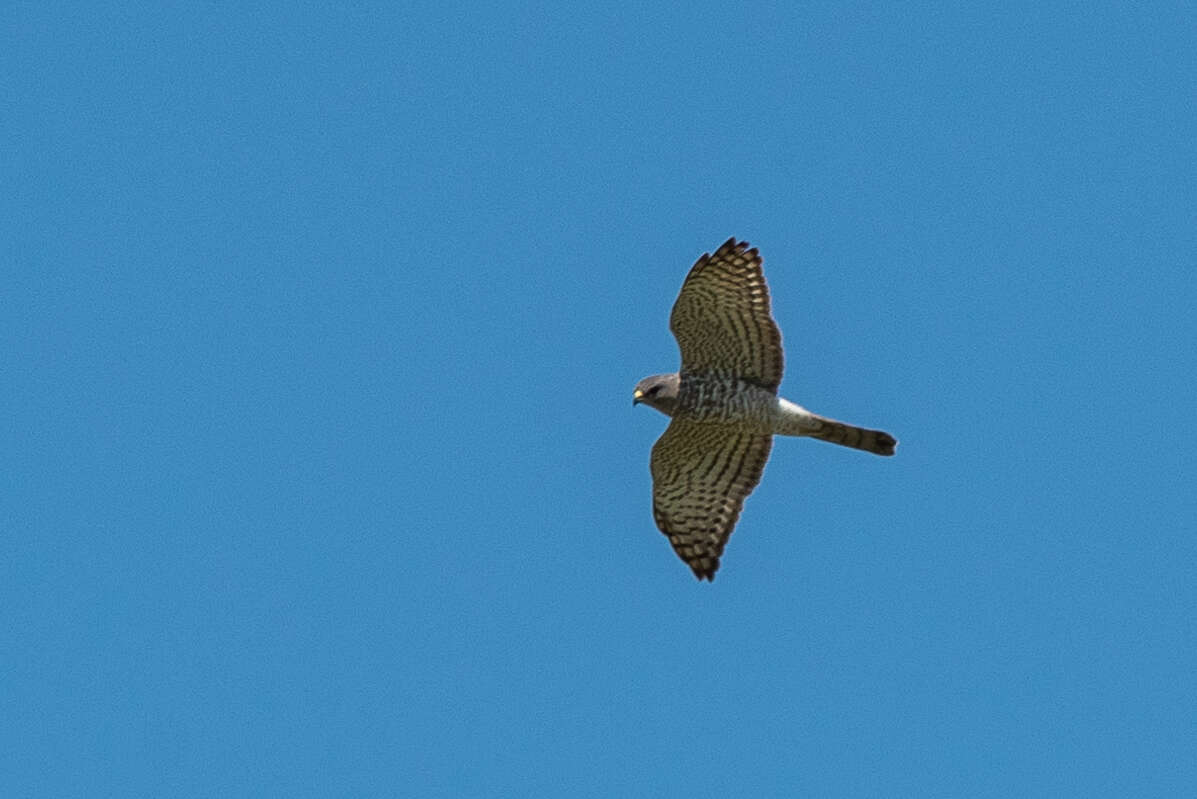 Image of Levant Sparrowhawk