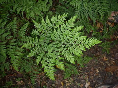 Image of Cheilanthes bergiana Schltdl.