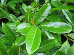 Image of Cherry-laurel