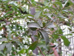 Image of Cork Oak