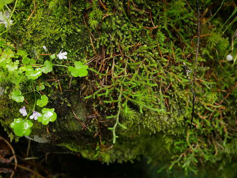 Image of Oregon spikemoss