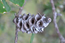 Imagem de Banksia integrifolia L. fil.