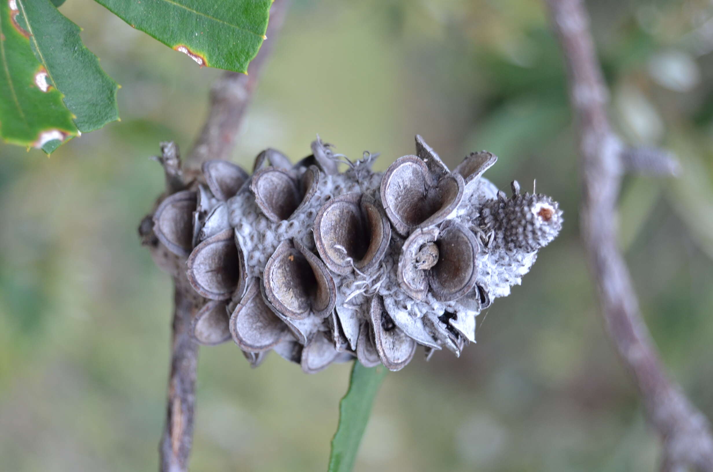 Imagem de Banksia integrifolia L. fil.