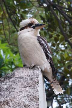 Image of Kookaburra