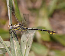 Image of Tamaulipan Clubtail