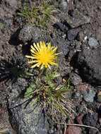 Image of Taraxacum acricorne Dahlst.