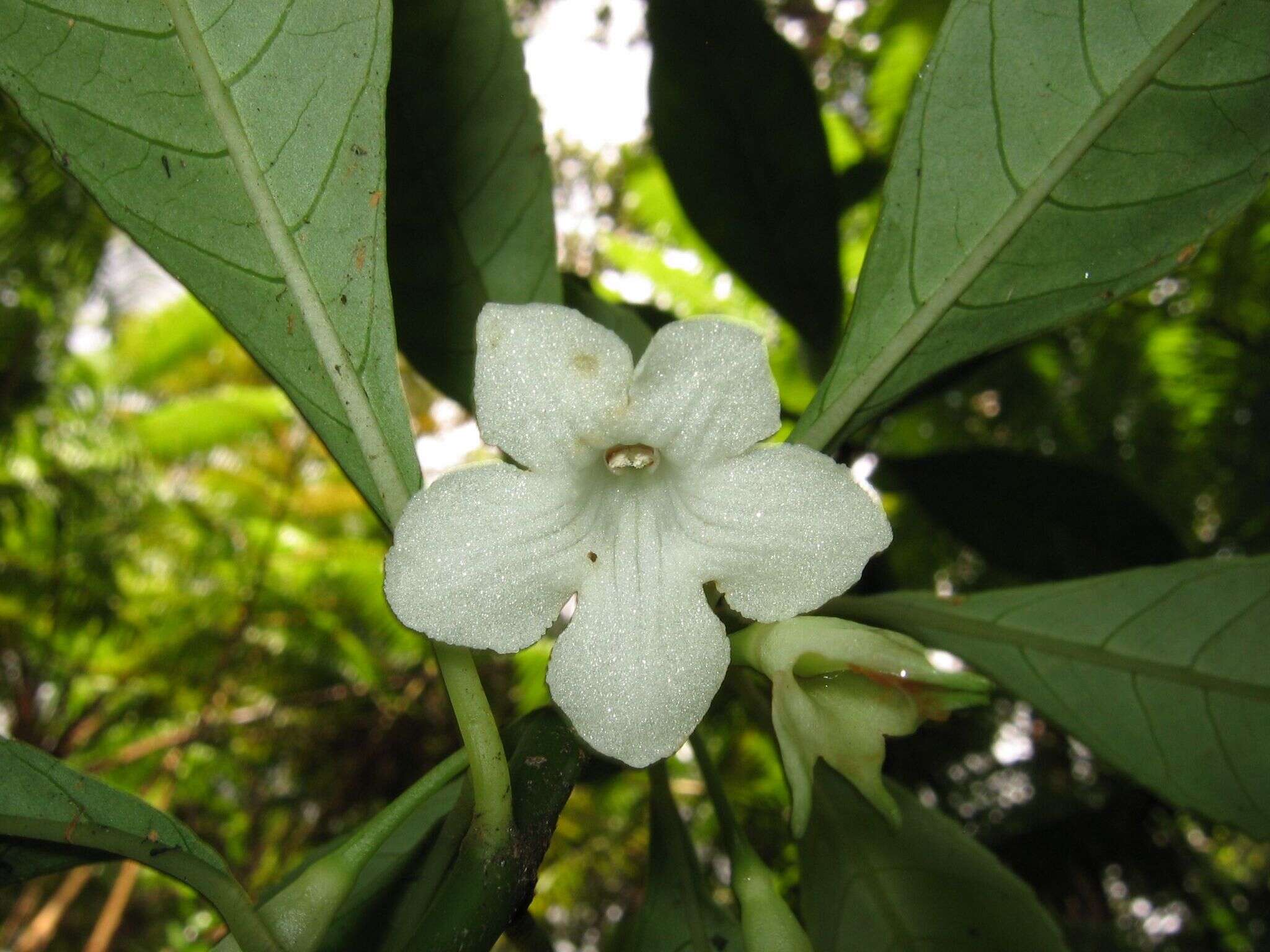 Image of Kanawao-Ke'oke'o