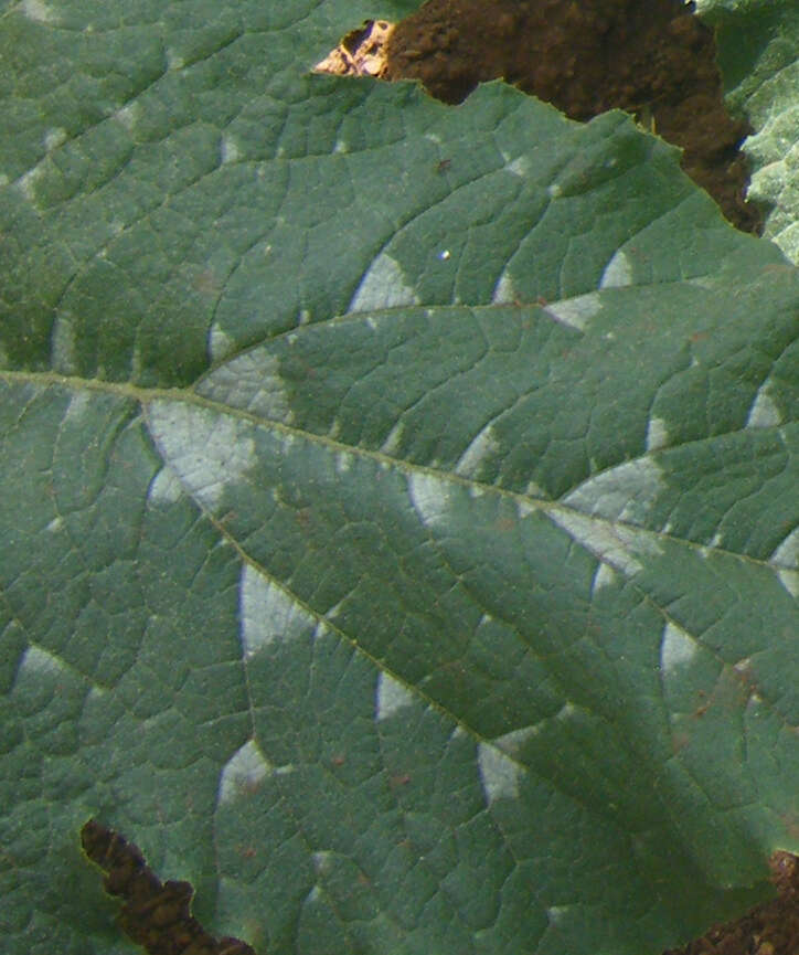 Image of field pumpkin