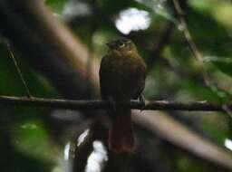 Image of Montane Foliage-gleaner