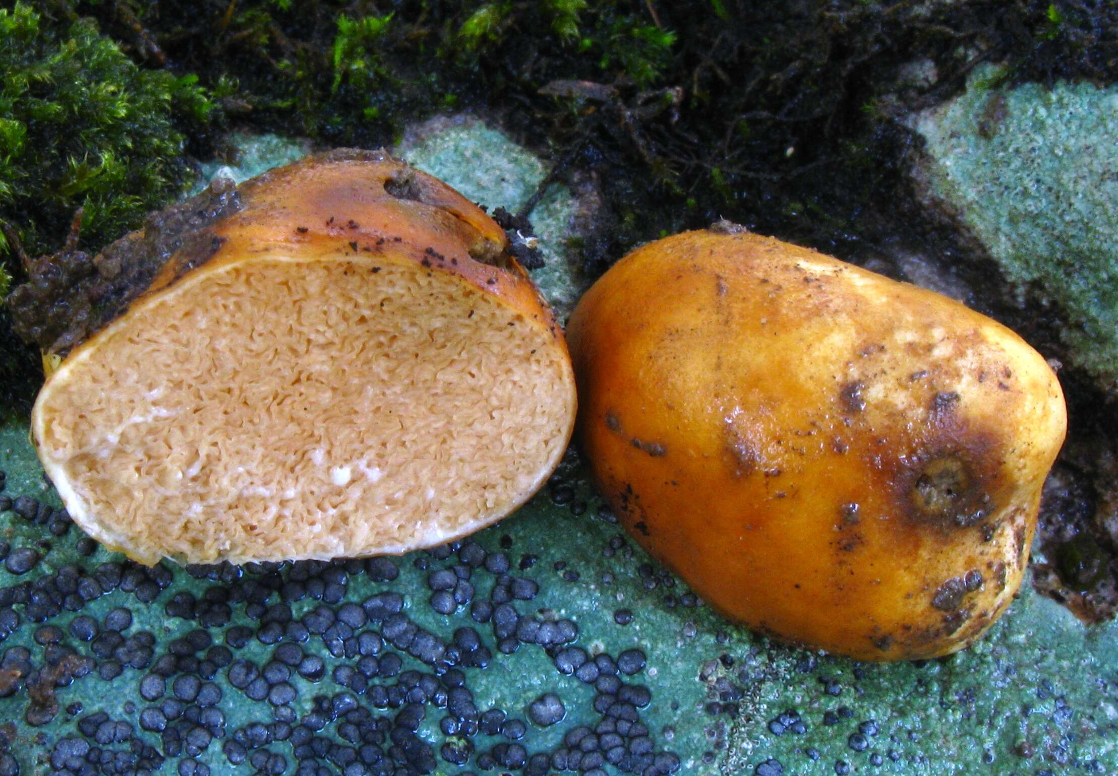 Image of Zelleromyces cinnabarinus Singer & A. H. Sm. 1960