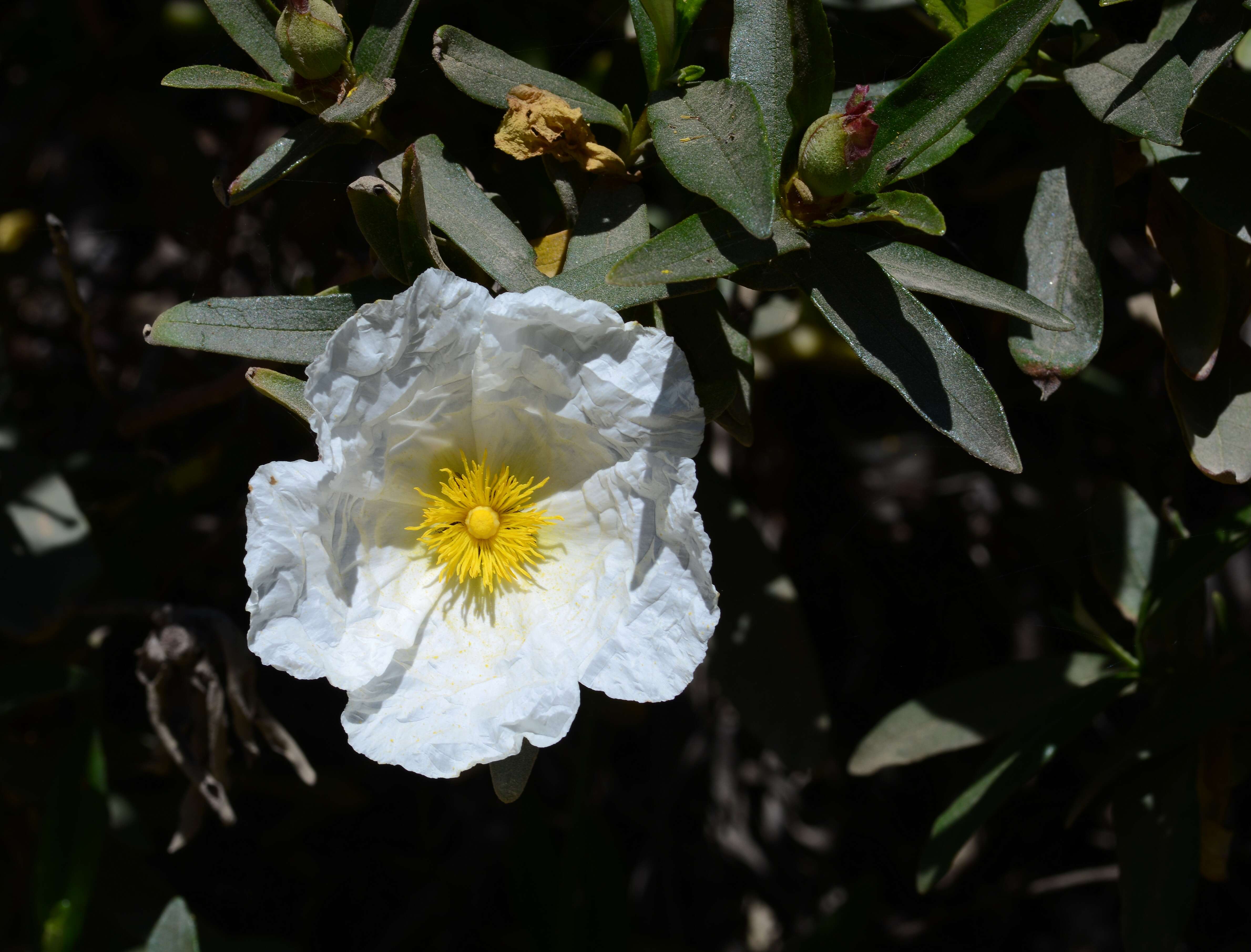 Image of Montpelier cistus