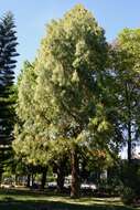 Image of beach sheoak