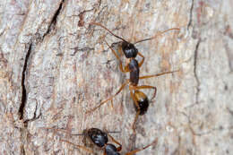 Plancia ëd Camponotus consobrinus (Erichson 1842)