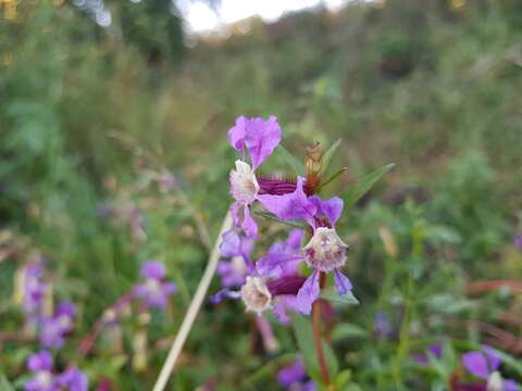 Image of creeping waxweed