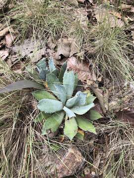 Plancia ëd Agave guadalajarana Trel.