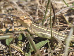 Image of Diporiphora jugularis Macleay 1877