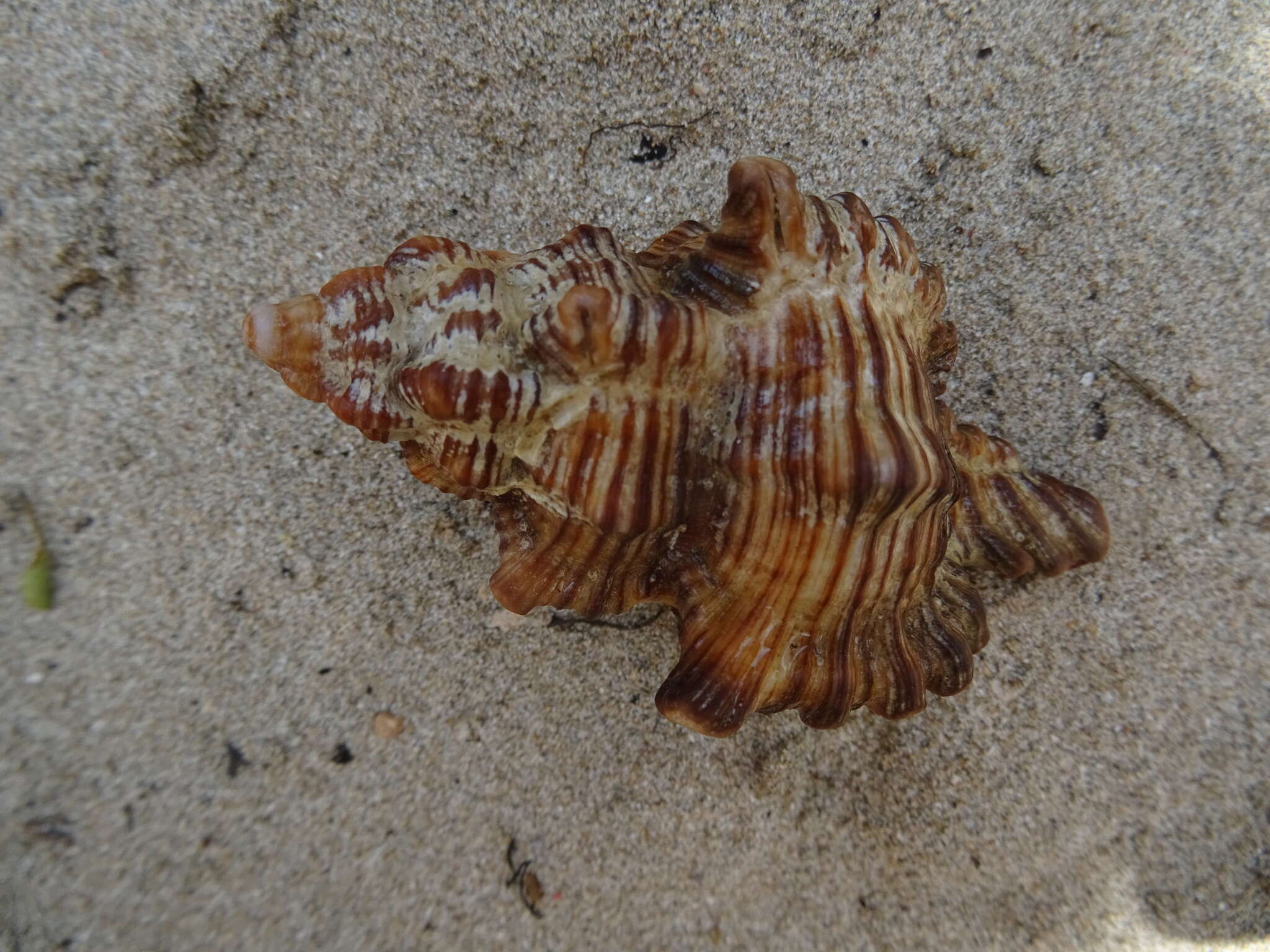 Image of Chicoreus dovi Houart 1984