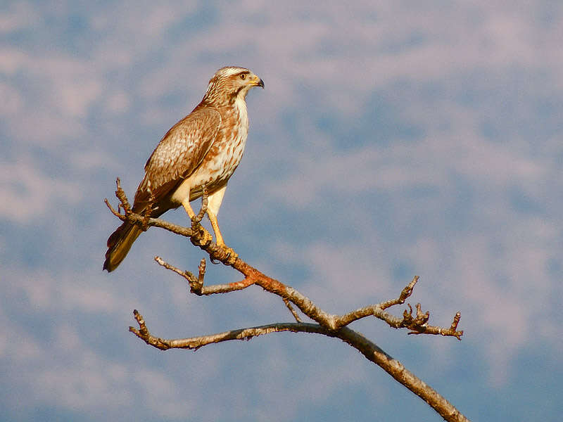 Image of White-eyed Buzzard