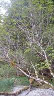 Image of Rocky Mountain maple