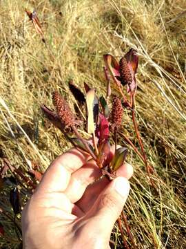 Image of yerba mansa