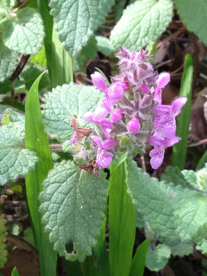 Stachys bullata Benth. resmi