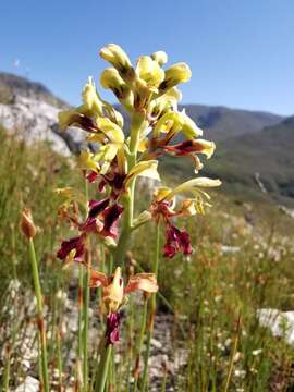 Image of Tritoniopsis parviflora (Jacq.) G. J. Lewis