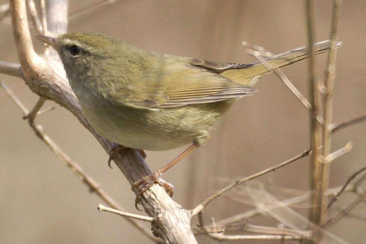 Image of Japanese Bush Warbler