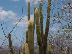 Image of Pilosocereus chrysostele (Vaupel) Byles & G. D. Rowley