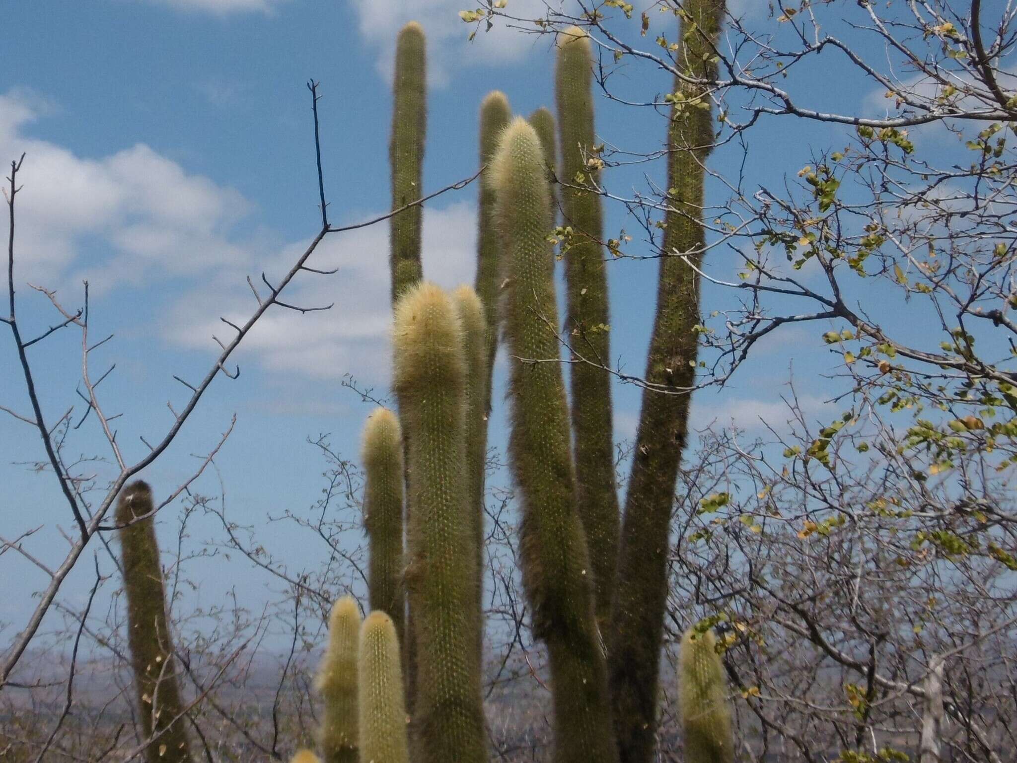 Image of Pilosocereus chrysostele (Vaupel) Byles & G. D. Rowley