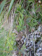 Plancia ëd Senecio banksii Hook. fil.