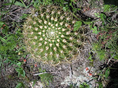 Echinopsis formosa (Pfeiff.) Jacobi ex Salm-Dyck resmi