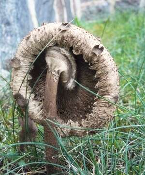 Image of Macrolepiota excoriata (Schaeff.) Wasser 1978