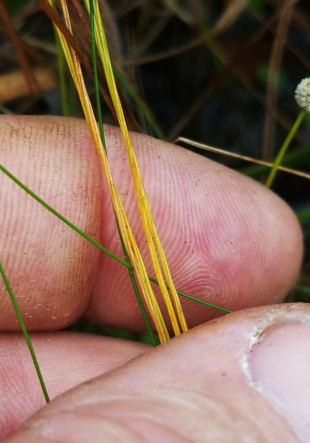 Image of Pineland Bogbutton