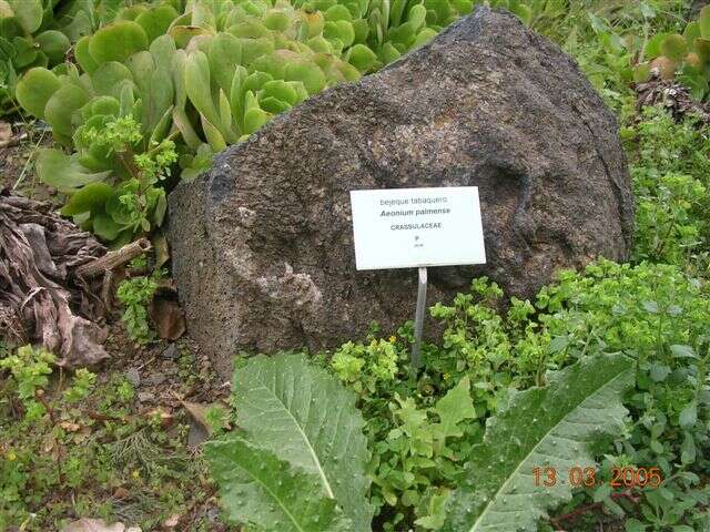 Image of Aeonium canariense (L.) Webb & Berth.