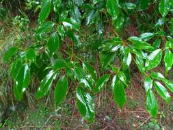 Image of Trochodendron