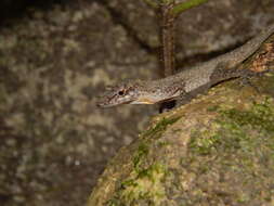 Image of Anolis tolimensis Werner 1916