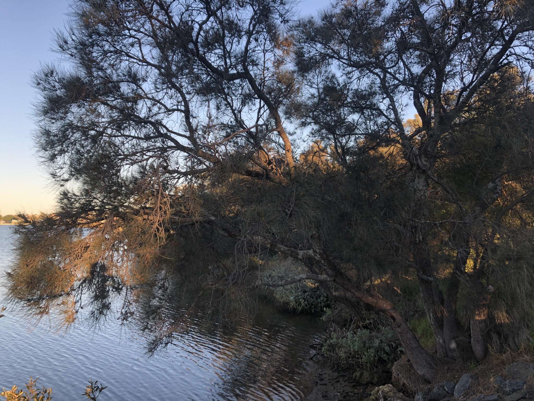 Image of swamp-oak