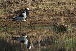 Image of Blacksmith Lapwing