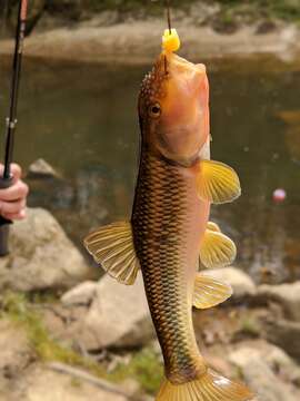 Image of River Chub