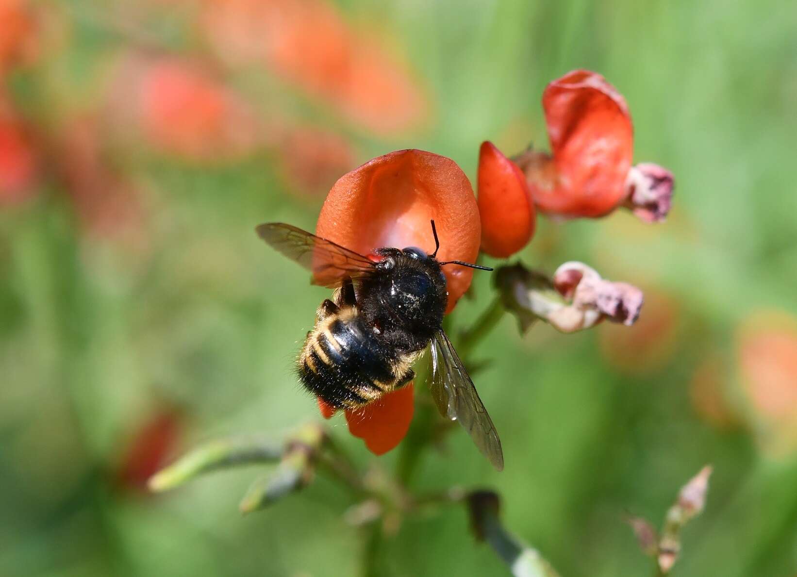 Plancia ëd Xylocopa tabaniformis sylvicola O'Brien & Hurd 1965